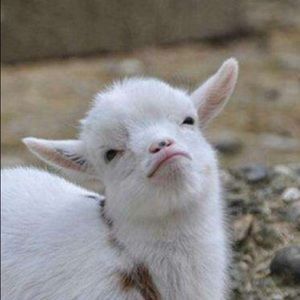 Meet your Posher, Abraham