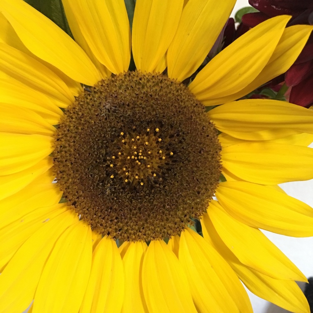 Meet your Posher, Libby