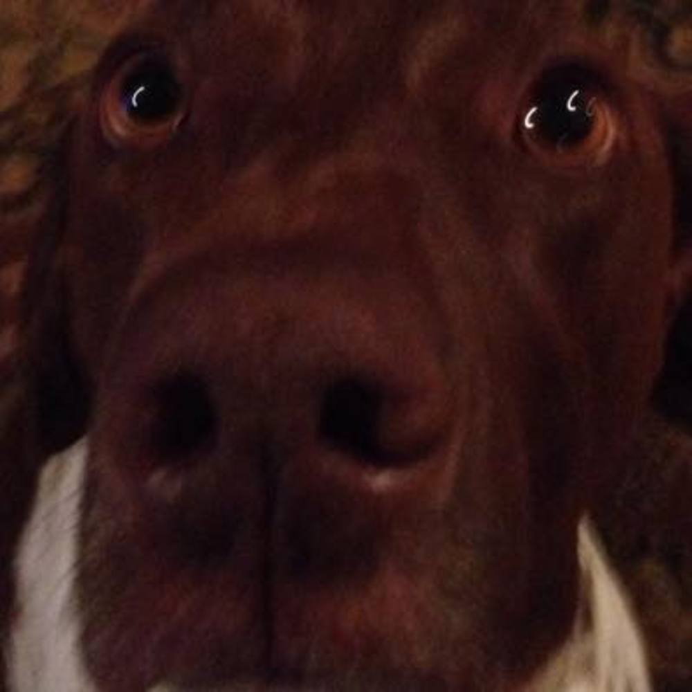 Meet your Posher, Shea