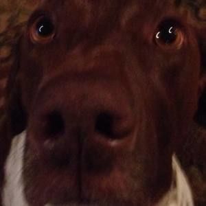 Meet your Posher, Shea