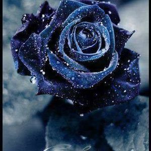 Meet your Posher, Vickie amburgey