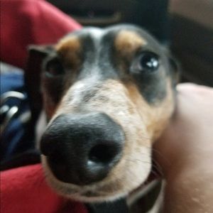 Meet your Posher, Tammy