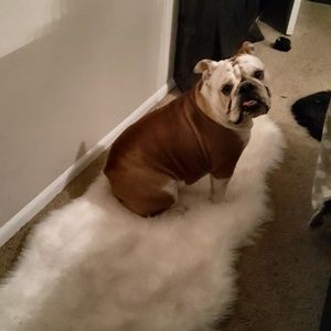 Meet your Posher, Diana