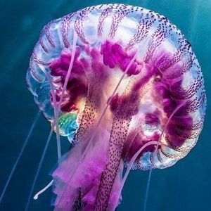 Meet your Posher, Chanelle