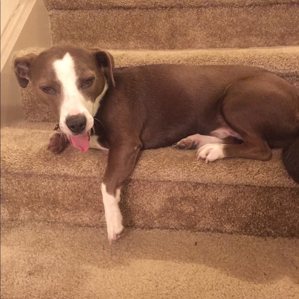 Meet your Posher, Noah