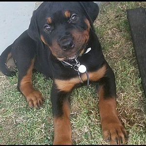 Meet your Posher, Harry