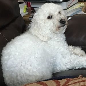 Meet your Posher, Vladimir