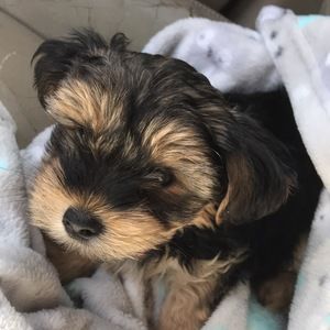 Meet your Posher, Betsy