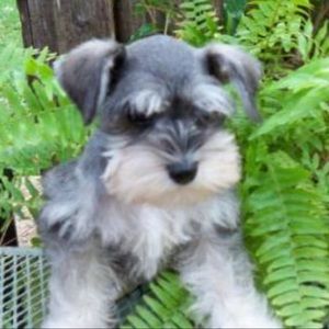 Meet your Posher, Chanell