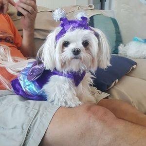 Meet your Posher, Ginger