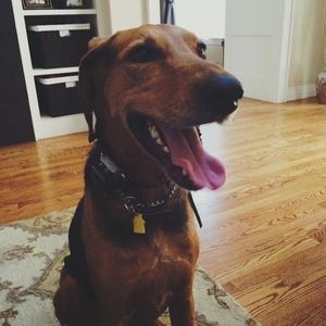 Meet your Posher, Carina