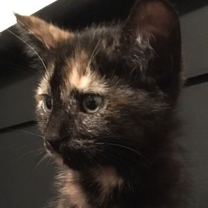 Meet your Posher, Rosie