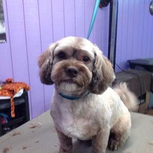 Meet your Posher, Karen