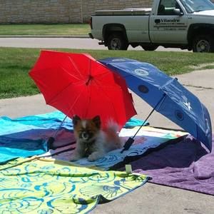 Meet your Posher, Kim