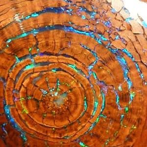 Meet your Posher, Lina