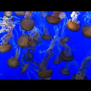 Meet your Posher, Siandra