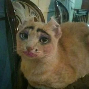 Meet your Posher, Kailee