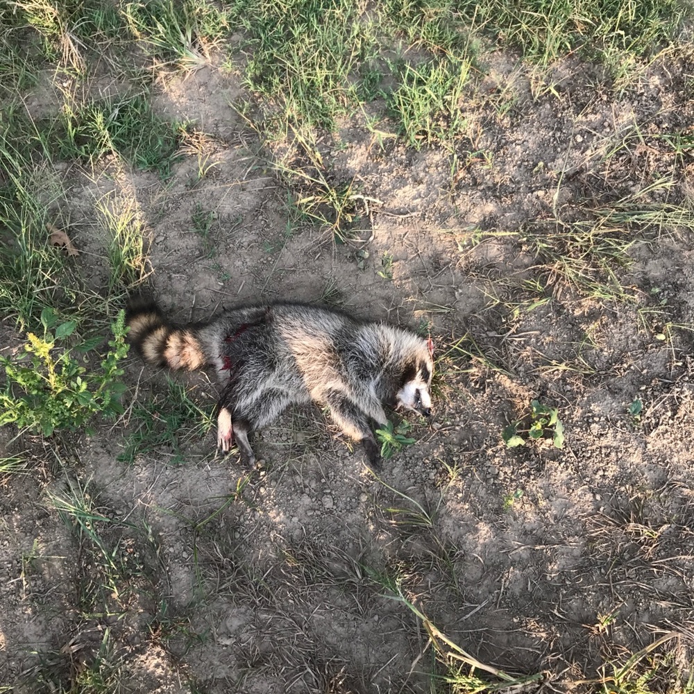 Meet your Posher, Scout