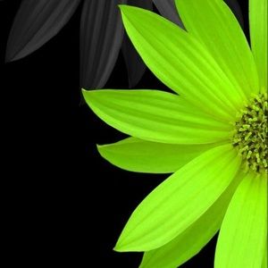 Meet your Posher, Kanetra