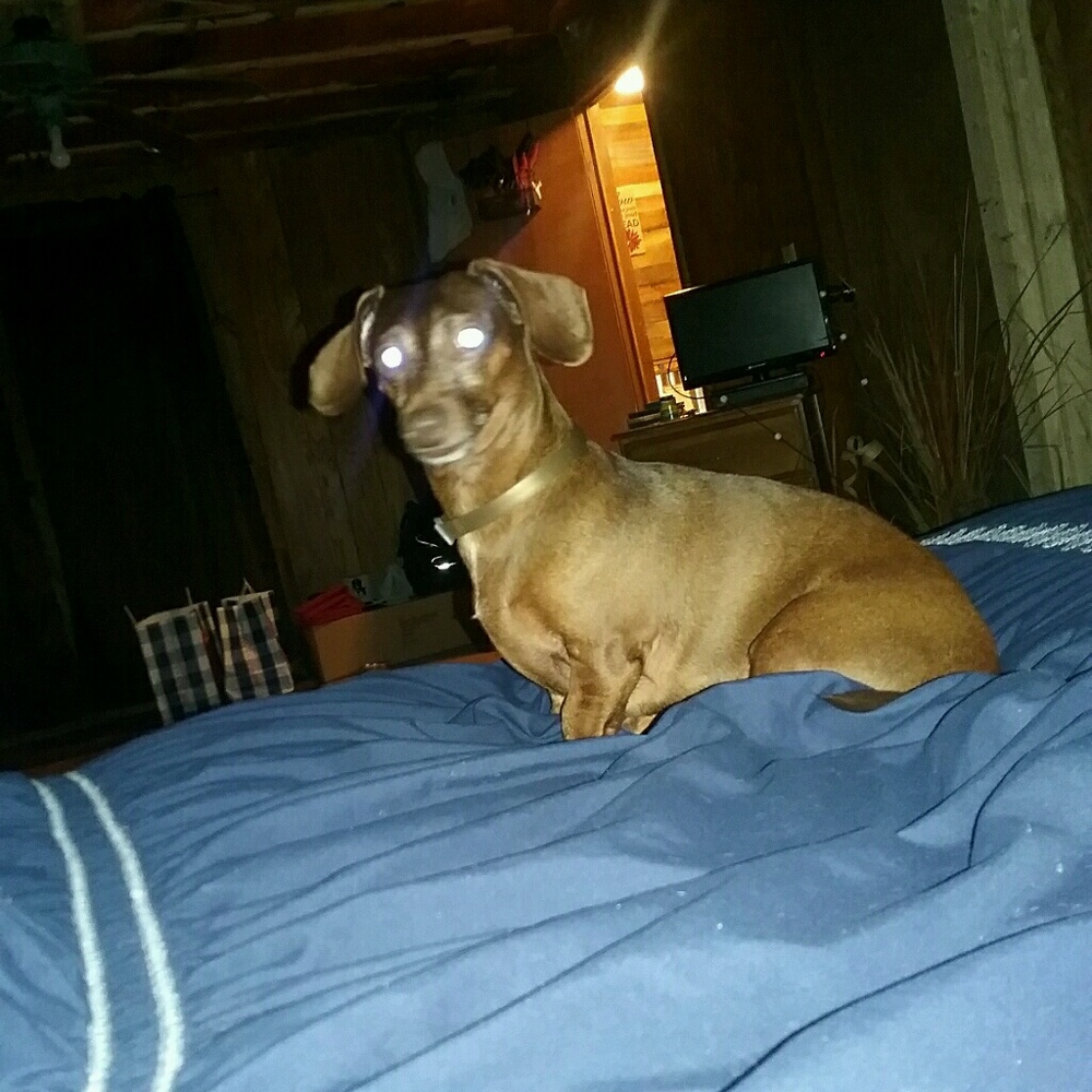 Meet your Posher, Lisa