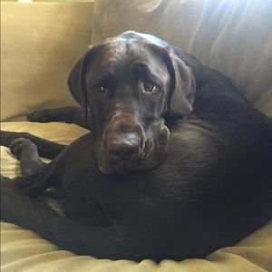 Meet your Posher, Nick