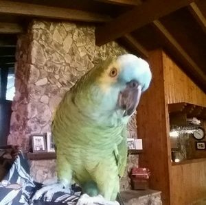 Meet your Posher, Dean