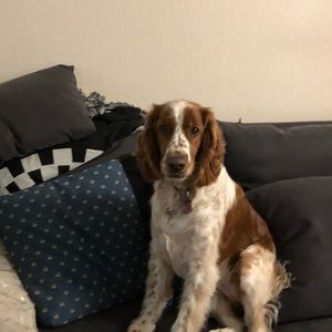 Meet your Posher, Jameson