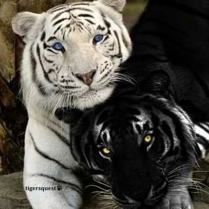 Meet your Posher, Manuela