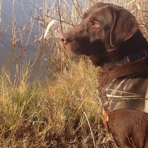 Meet your Posher, Kris