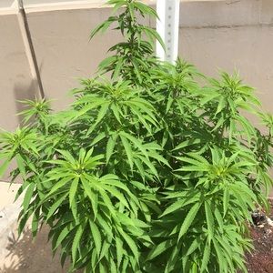 Meet your Posher, Jorge