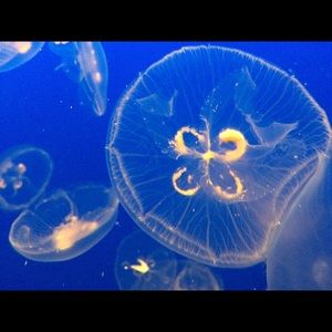 Meet your Posher, Sophie