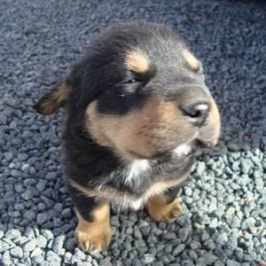 Meet your Posher, Al