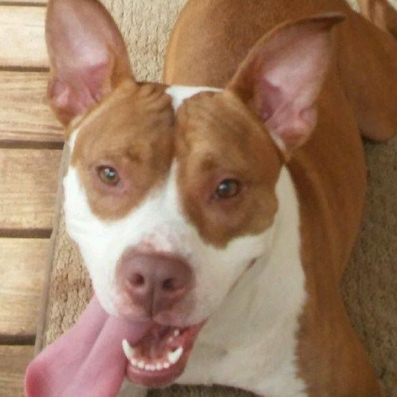 Meet your Posher, Junpit - Picture 1 of 1