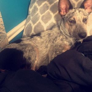 Meet your Posher, Amber