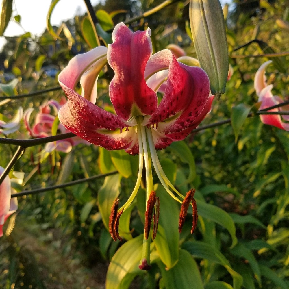 Meet your Posher, Adrien