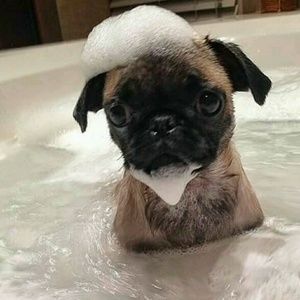 Meet your Posher, Yasmina