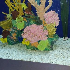 Meet your Posher, Fulla