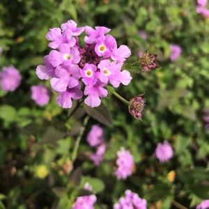 Meet your Posher, Isabel