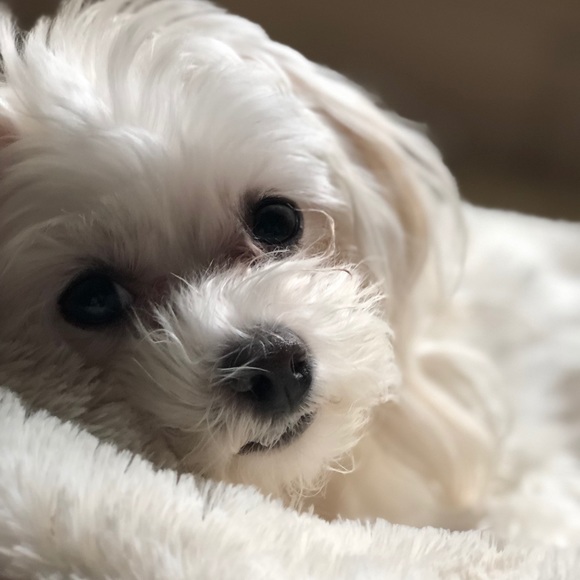 Meet your Posher, Emma - Picture 1 of 1