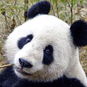 Meet your Posher, Logan