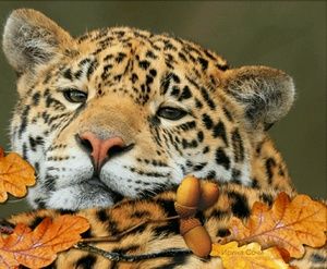 Meet your Posher, Inessa