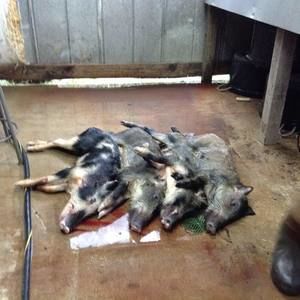 Meet your Posher, Joshua