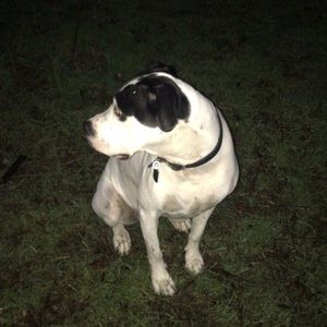 Meet your Posher, Peter