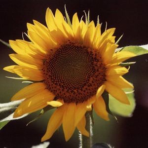 Meet your Posher, Ellen