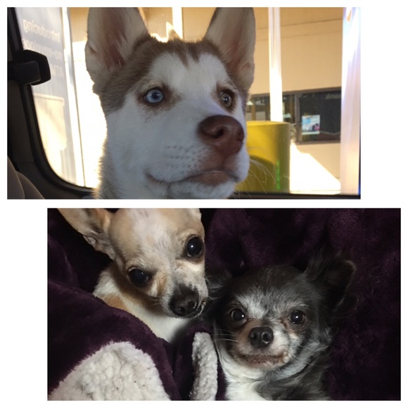 Meet your Posher, Yosy - Picture 1 of 1