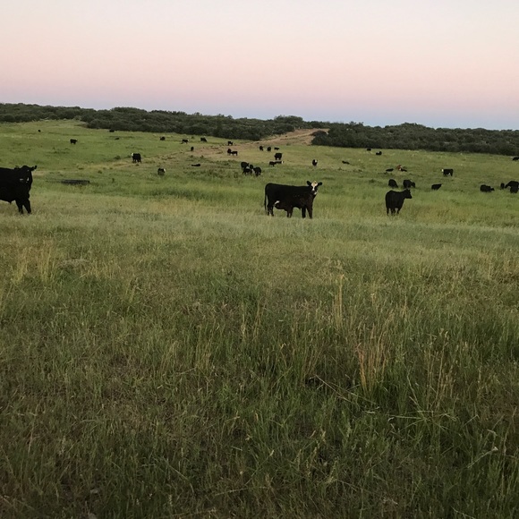 NOT FOR SALE - Picture 3 of 7