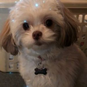 Meet your Posher, Jisseth