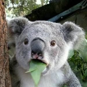 Meet your Posher, Wing