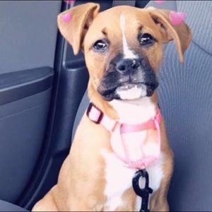 Meet your Posher, Patricia