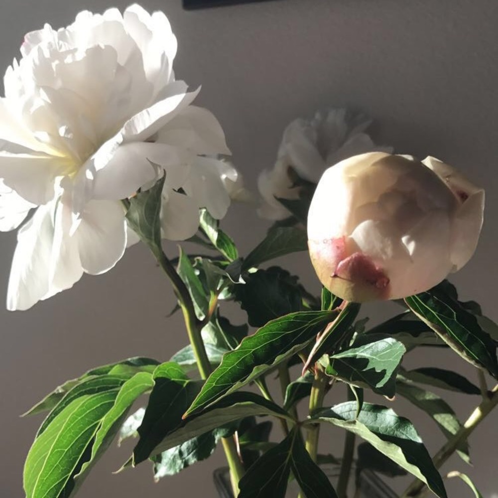 SOLD PAST THIS POINT